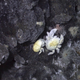 Illustration for article titled Hydrothermal Vent Mining Is Almost A Thing